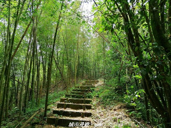 【雲嘉】超美的茶園竹林風光。小百岳集起來。#56小百岳雲嘉大尖山x二尖山x馬鞍山x#57小百岳梨子腳1453687