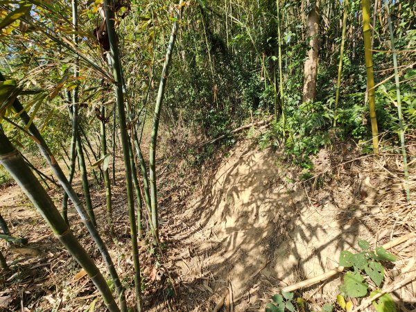 20260223柯子湖山菜堂山尖山沙湖壢山與寶山水庫基石3012615