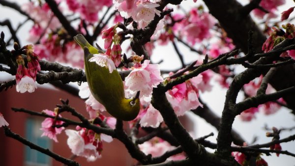 樂活公園櫻花2016486