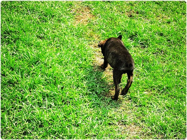 【新聞】陽明山國家公園勿餵食 流浪動物也不例外