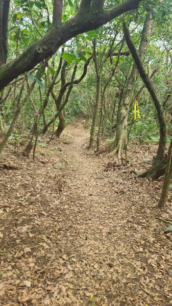 2025-01232淡蘭古道北二段(燦光寮古道到澳底)2696675