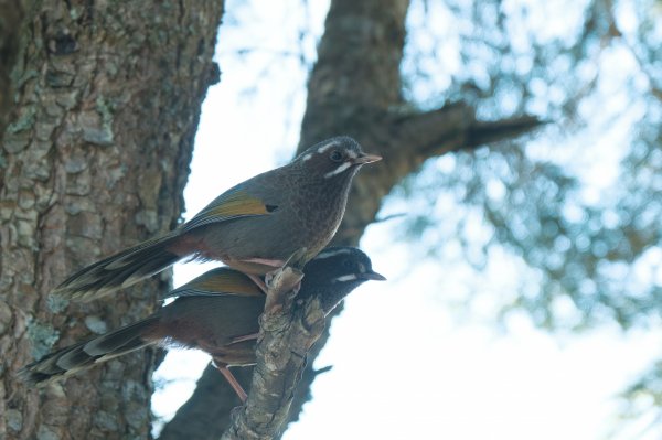【玉山】主峰北峰二日，臺灣第一高峰雪季最美角度1881207