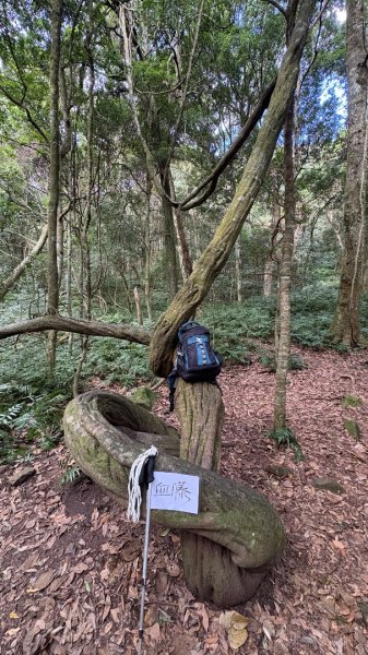 鵝黃色的優雅2960206