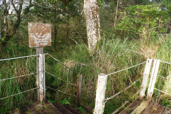 宜蘭 大同 望洋山、翠峰湖步道、山毛櫸步道2880728