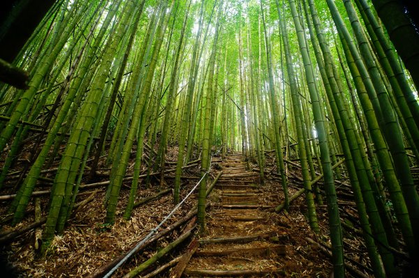 臺中 和平 大崠山、長壽山、醜崠山3028322