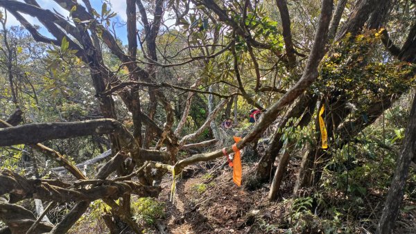 橫屏山~獅凸魯山~舊武界越山~ 埋石山2022年4月5日1663970