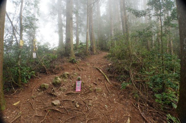 南投 鹿谷 龍鳳山、龍鳳峽山、三叉崙山、水桶寮山、內樹皮山、羊頭崙山、志騰山、竹崙山、溪頭山2962319
