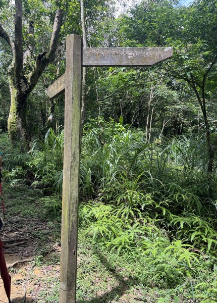 [微笑山線_第十二段] 2025_0803 五分山系_嶺腳寮山2851331