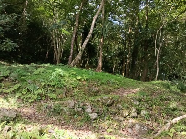 雙溪區大埤古道左線+柑腳山+570峰+大埤格+大埤古道右線O型2828795