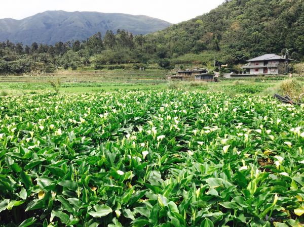 【新聞】一日竹子湖 大地處推薦遊溪賞海芋