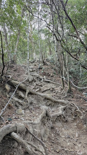 240316-谷關七雄-唐麻丹山(老七)。美美兔進山捉熊去。240316-谷關七雄-唐麻丹山(老七)2457410