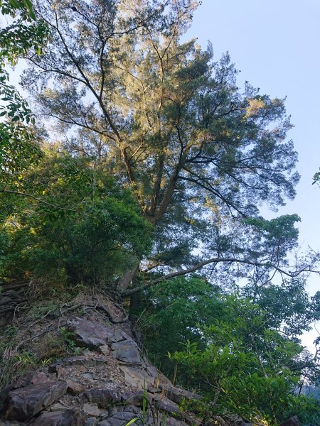 唐麻丹山2790142