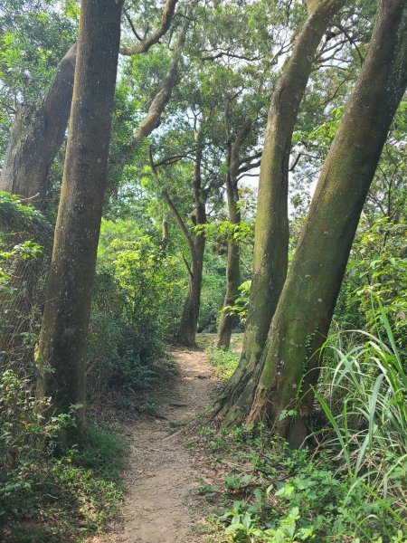 挑炭古道(三通嶺古道)+慈濟山步道2780433