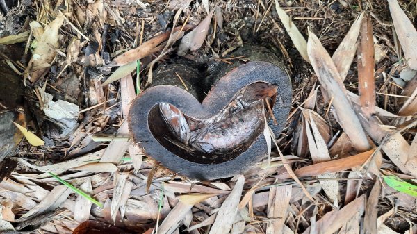 《雲林》望好望角｜石壁山嘉南雲峰步道(中側登山口）202506072805329