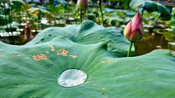 月眉坑瀑布步道.卯澳.雙柑公路2224819