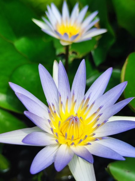 夏日甲蟲祭典（羊稠森林步道，龜山福源山-山佳車站）2826612