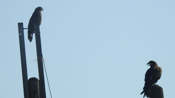 雲山水花鳥蝶 - 天龍國阿伯的日常7/18 & 21、22、292553938