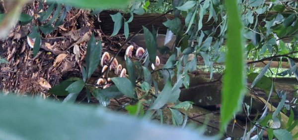 橫沙迪O型縱走_大雪山社區登山口2826541