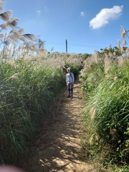 三角埔頂山賞芒1545025