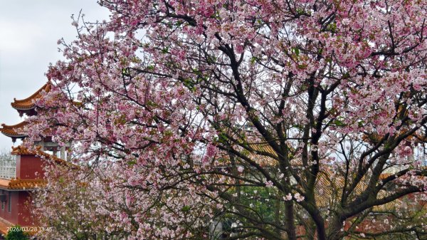 #天元宮 #吉野櫻 #頂湖小鎮 #紫藤 3/283024028