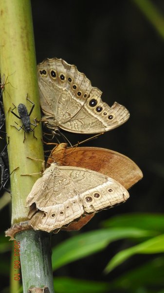 雲山水花鳥蝶 - 雲霧飄渺間的101大樓也是天空之城 ?1731877