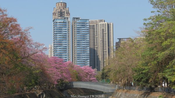 《台中》粉紅浪漫｜潮洋環保公園河岸步道202602-033022468