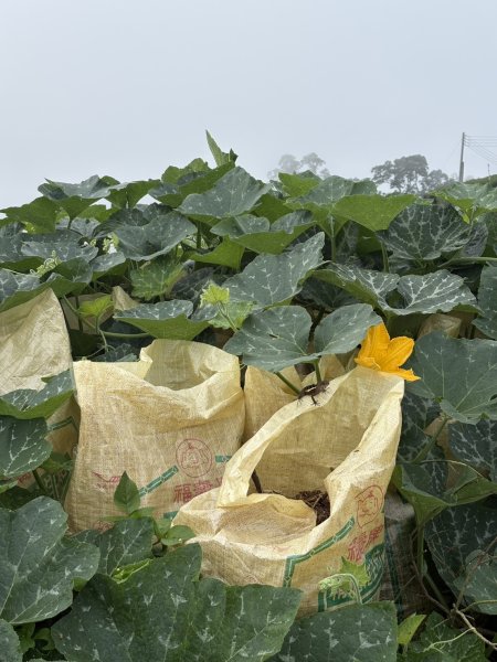 20251024雲嘉五連峰+碧湖山2924225