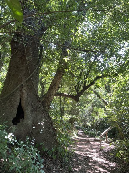 2025山之精靈2910551