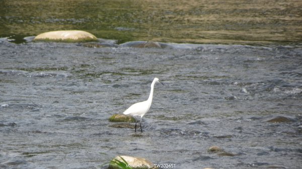 《台中》冬日暖陽｜筏子溪門戶迎賓水岸廊道健行賞鳥202601182983616