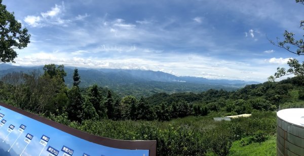 薑麻園桐花步道202006271965401