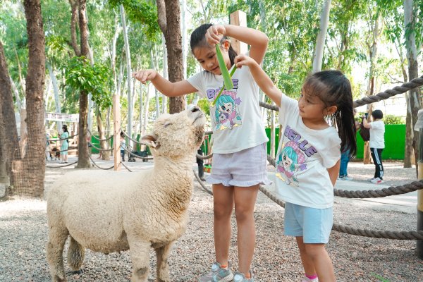 2026台灣燈會在嘉義，賞燈吃遊攻略一次看