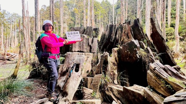 🌈1/18（日）忘憂森林×金柑樹山×溪頭天文台✨FB：熊熊趴爬走🌈2984000