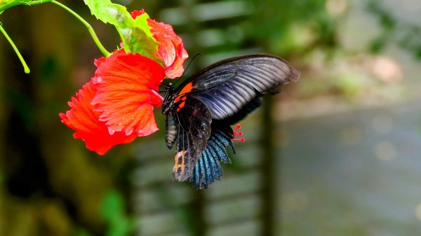 大尖山步道2833777