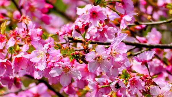十八份拐圳,陽峰古道,花鐘3017685