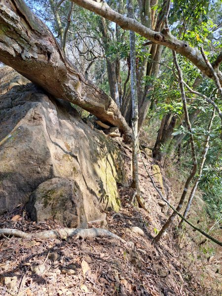 竹山八通關古道社寮段+陳東坑山+溪洲大山ｄ型走202302192037456