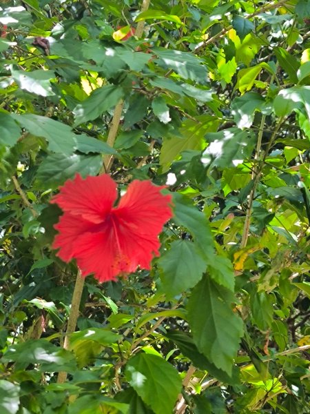 20250822微笑山線205高地段2868573