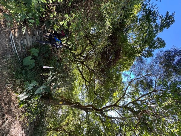 楓港紫竹林龍峰寺起登 里龍山(小百岳#80)來回2964449