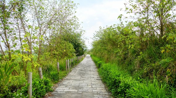 《臨江仙。黃花風鈴木》2735410