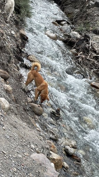 西藏♥️可愛動物🐎人物寫真/拉薩旅拍/美食2902970