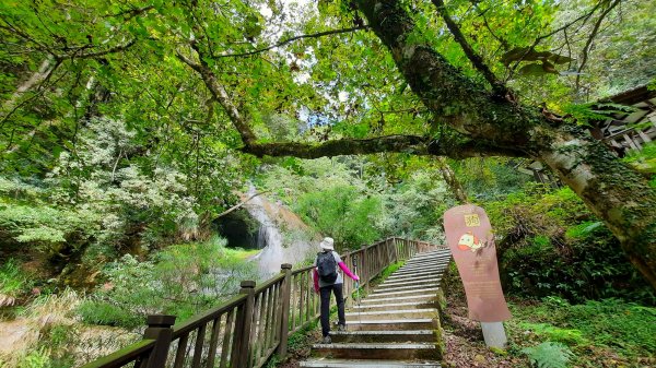 《南投》銀杏湖｜杉林溪青龍瀑布越嶺古道燕庵步道202210151880107