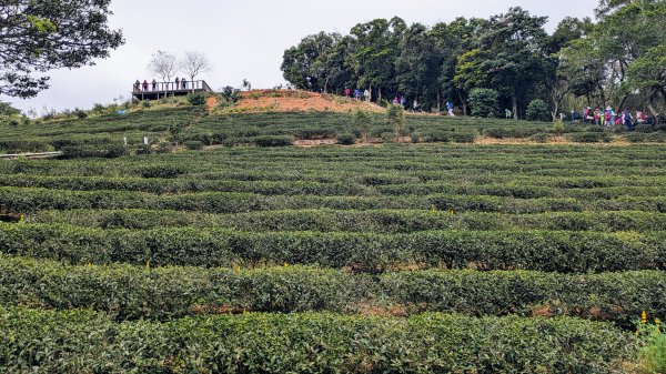 大北坑魯冰花2435734