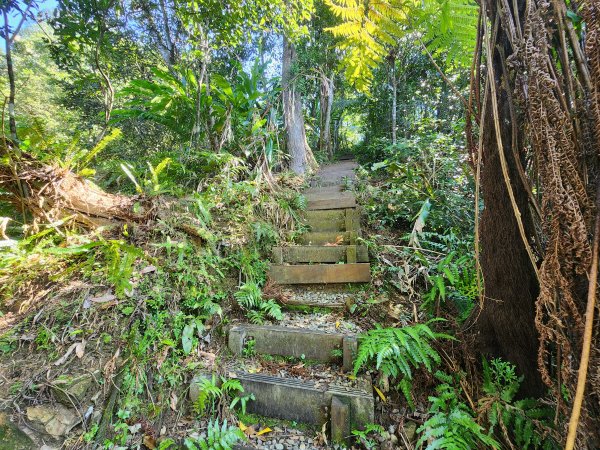 20260214磨碧潭山(坪林上三角崙山失敗中途撤退)回程順遊大尾山步道鬼子瀨尖3010931