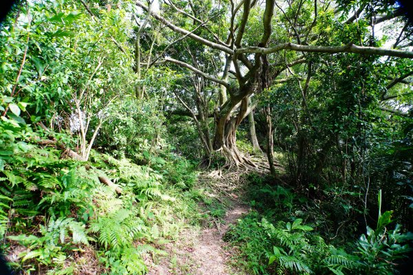 新北 土城 天上山、五城山、文筆山、五尖山、牛埔頭山、大尖山、二尖山、內冷水坑山、石門山、南天母山3134924
