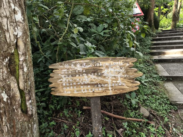 [百山百鳥尋旅-05/15] 2025_0830 溪頭賞鳥步道_銀杏步道2875525