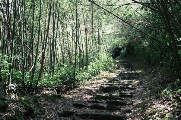 健行｜奮起湖大凍山1093394