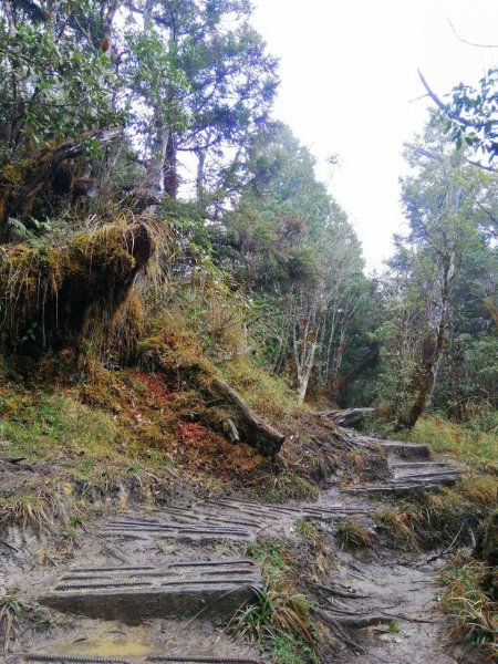 20210307宜蘭太平山翠峰湖環山步道1625960