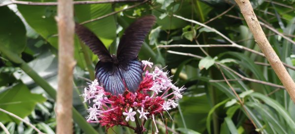 2025/07/06_金牌縱走(觀音洞出發小O型)2829122