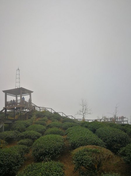 20190105雲霧中的大崙山武岫農圃524362