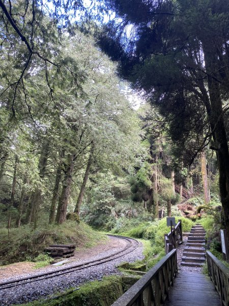 阿里山水山療癒步道3064220