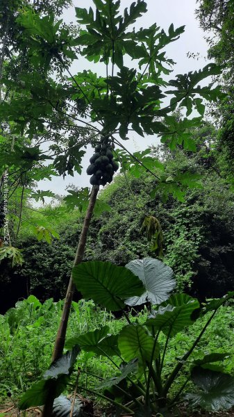 《彰化》西北雨後｜花壇大嶺巷步道群O繞202408242579752